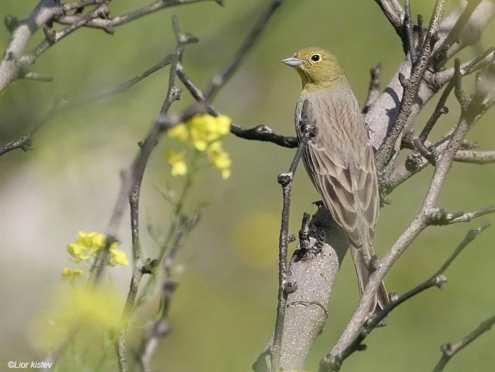   Cinereous Bunting Emberiza cineracea                        , , 2009.:                     